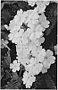 Verbena%20plant%20named%20%27DOVEMSUWIB%27