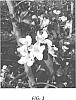 Malus%20domestica%20Borkh.%20%27Duke%20Fuji%27