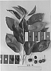 Prunus%20avium%20%27IFG%20Cher-five%27