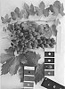 Vitis%20interspecific%20hybrid%20%27IFG%20Thirty-seven%27