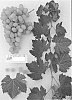 Vitis%20vinifera%20%27Sugrafiftytwo%27