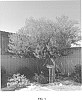 Fraxinus%20greggii%20%27Libby%20Davidson%27