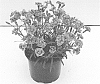 Dianthus%20sp.%20%27KLEDG18274%27
