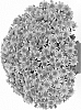 Chrysanthemum%20X%20morifolium%20%27G19FON11OR%27
