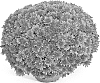 Chrysanthemum%20X%20morifolium%20%27G20ARL11OR%27