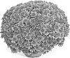 Chrysanthemum%20X%20morifolium%20%27G20ARL11OR%27