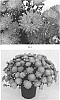 Chrysanthemum%20x%20morifolium%20%27CIFZ0066%27