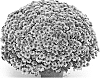 Chrysanthemum%20X%20morifolium%20%27GED18ADU7P%27