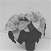 Euphorbia%20pulcherrima%20Willd.%20%27Q103%27