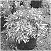 Alstroemeria%20hybrida%20%27Zoe%27