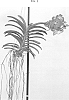 Vanda%20spp.%20Jones%20ex%20R.%20Br.%20%27SPCDW1703%27