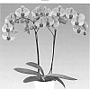 Phalaenopsis%20hybrida%20%27Calm%20Storm%27