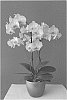 Phalaenopsis%20hybrida%20%27MI00599%27
