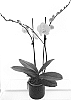 Phalaenopsis%20hybrida%20%27MI00901%27