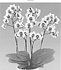 Phalaenopsis%20hybrida%20%27Selfie%27