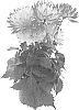 Dahlia%20hybrida%20%27BKDAMAGRB%27