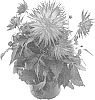 Dahlia%20hybrida%20%27BKDAMAGFR%27