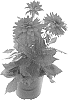 Dahlia%20hybrida%20%27BKDAMAGPU%27