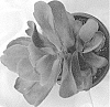 Kalanchoe%20hybrid%20%27Dragonfire%27