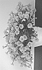 Petunia%20X%20hybrida%20%27MIYOPEGB60-1%27