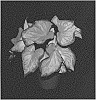 Caladium%20X%20hortulanum%20%27Bold%20%27N%20Beautiful%27