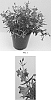 Penstemon%20hybrid%20%27Balmibred%27