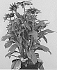 Rudbeckia%20hirta%20%27RUDHT17%27