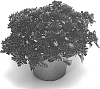 Sedum%20spurium%20%27SETZ0001%27