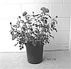 Rosa%20hybrida%20%27AAC576%27