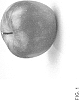 Malus%20domestica%20%27ZOUK%2032%27