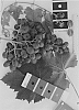 Vitis%20interspecific%20hybrid%20%27IFG%20Thirty-six%27