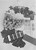 Vitis%20vinifera%20%27IFG%20Thirty-five%27