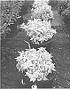 Spiraea%20japonica%20%27SMSJMLG%27