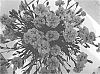 Dianthus%20x%20allwoodii%20hort%20%27KLEDG17052%27