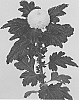 Chrysanthemum%20X%20morifolium%20%27DLFZON1%27