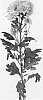 Chrysanthemum%20X%20morifolium%20%27DLFIND3%27
