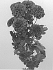 Chrysanthemum%20X%20morifolium%20%27DLFBRA7%27