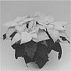 Euphorbia%20pulcherrima%20Willd.%20%27Q104%27