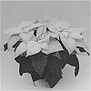 Euphorbia%20pulcherrima%20Willd.%20%27Q104%27