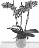 Phalaenopsis%20hybrida%20%27MI00690%27