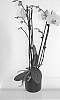 Phalaenopsis%20hybrida%20%27MI00708%27