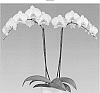 Phalaenopsis%20hybrida%20%27Felicity%27
