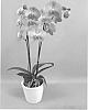 Phalaenopsis%20hybrid%20%27PHALKUZEL%27