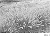 Pennisetum%20alopecuroides%20%27Tift%20H18%27