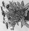 Rudbeckia%20hirta%20%27RUDHT55%27
