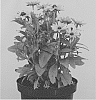 Rudbeckia%20hirta%20%27RUDHT53%27