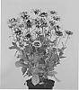 Rudbeckia%20hirta%20%27RUDHT25%27