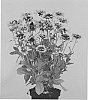 Rudbeckia%20hirta%20%27RUDHT25%27