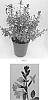 Salvia%20greggii%20%27Balmirsal%27
