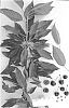 Prunus%20avium%20L.%20%27Sucherryone%27